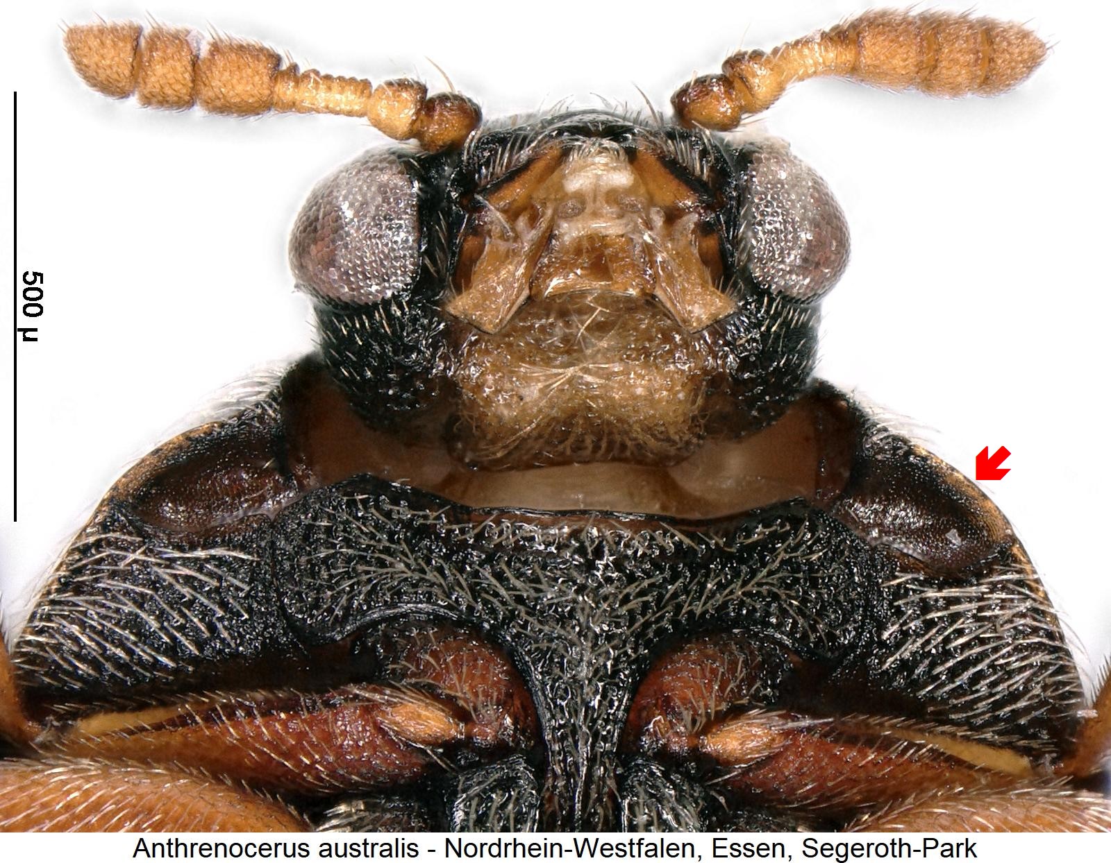 anthrenocerus_australis_vk.jpg