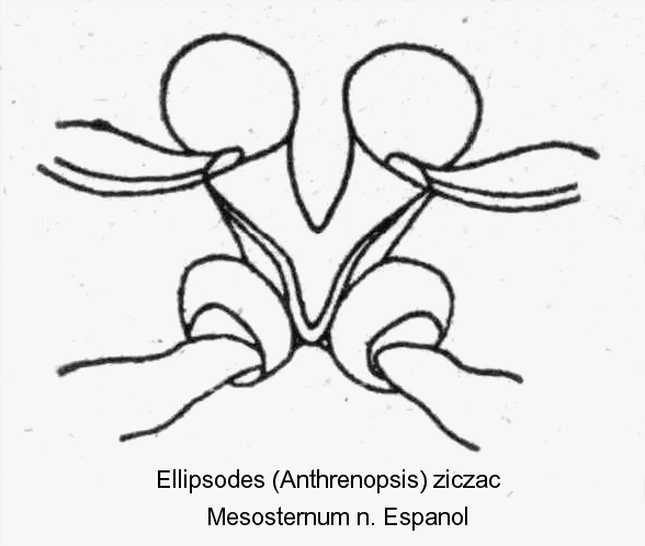 anthrenopsis_scriptipennis_mesost.gif