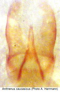 anthrenus_caucasicus_genitalia.jpg