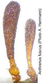 anthrenus_fuscus_antennae.jpg