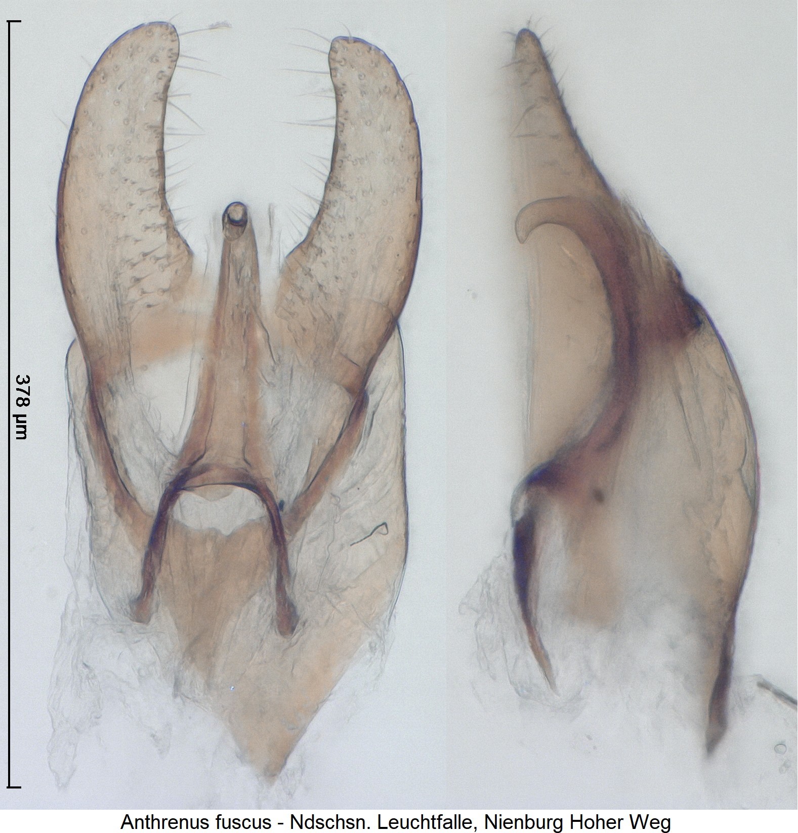 anthrenus_fuscus_ck36120336.jpg