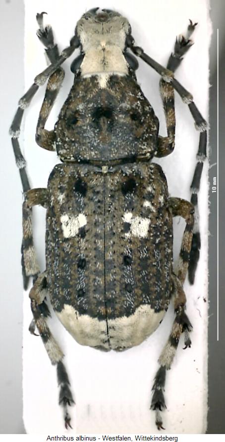 anthribus_albinus_hab.jpg