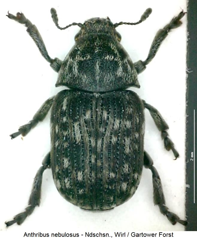 anthribus_nebulosus_hab.jpg