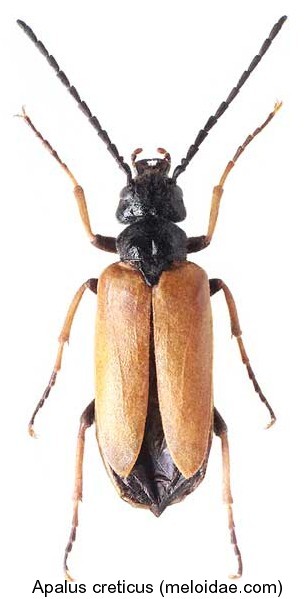 apalus_creticus.jpg