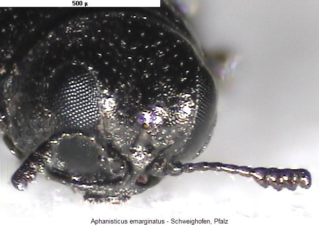 aphanisticus_emarginatus_k.jpg