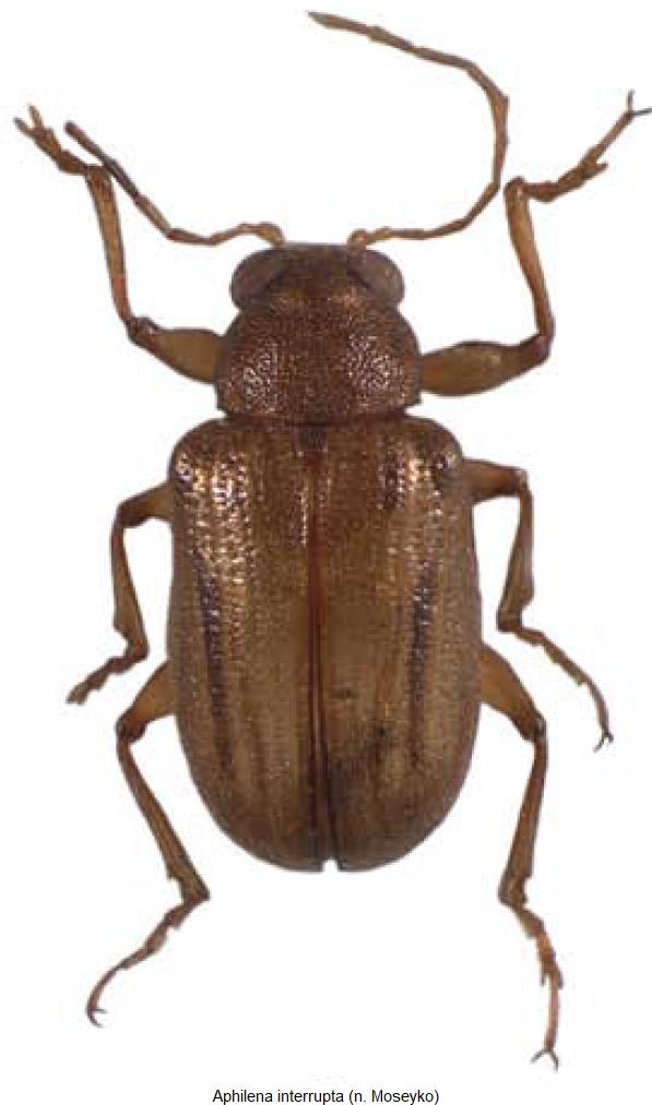 aphilena_interrupta_hab.jpg