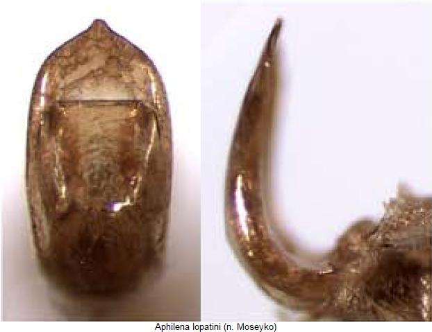 aphilena_lopatini.jpg
