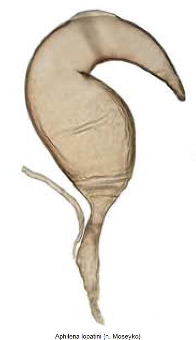 aphilena_lopatini_sperm.jpg