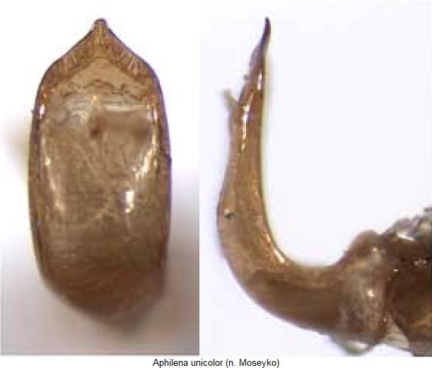 aphilena_unicolor.jpg