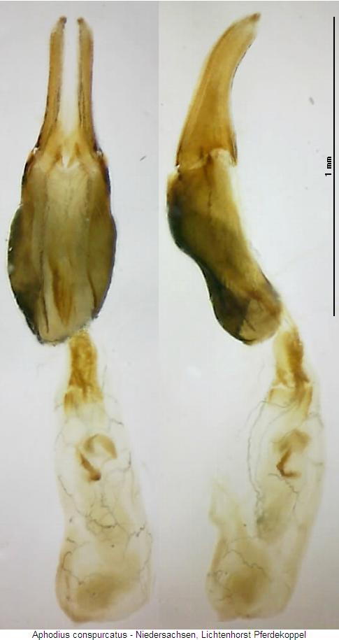 aphodius_conspurcatus.jpg