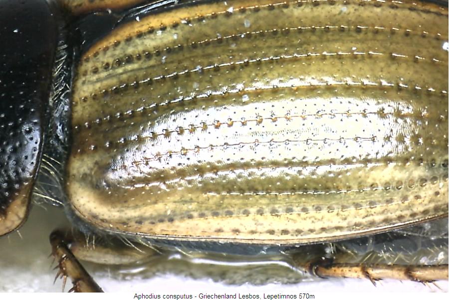 aphodius_consputus_sa.jpg