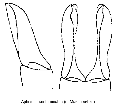 aphodius_contaminatus.gif