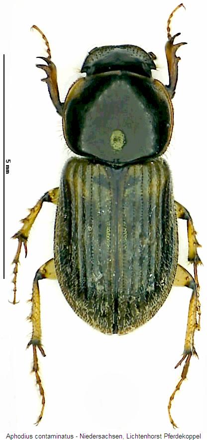 aphodius_contaminatus_hab.jpg