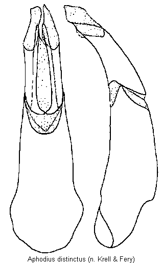 aphodius_distinctus.gif