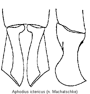 aphodius_ictericus.gif