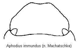 aphodius_immundus_k.gif