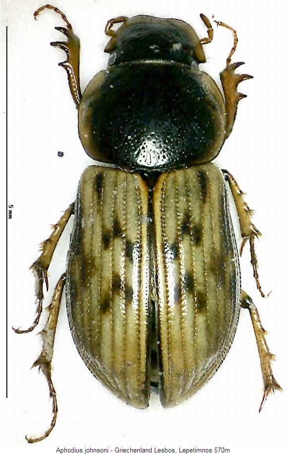 aphodius_johnsoni_hab.jpg