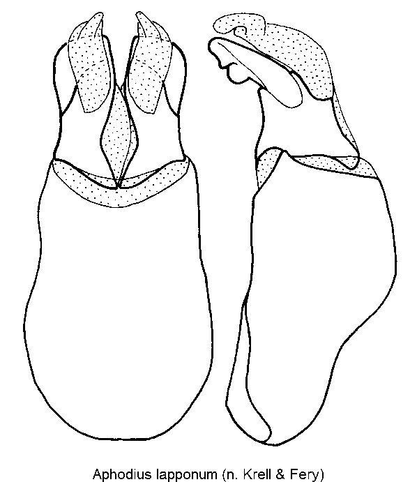 aphodius_lapponum.gif