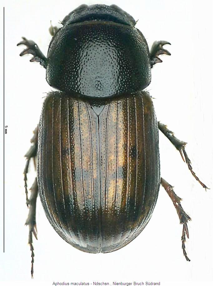 aphodius_maculatus_hab.jpg