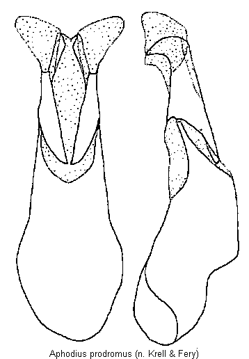 aphodius_prodromus.gif