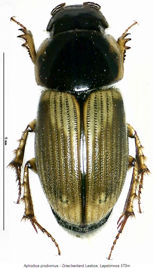 aphodius_prodromus_hab.jpg