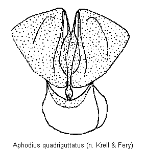 aphodius_quadriguttatus.gif