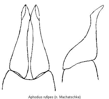 aphodius_rufipes.gif