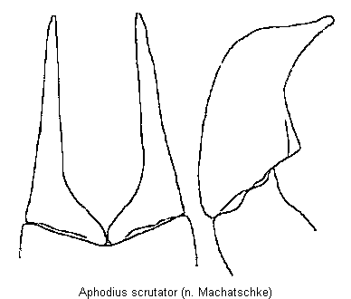 aphodius_scrutator.gif