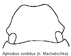 aphodius_sordidus_k.gif