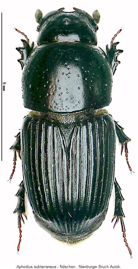 aphodius_subterraneus_hab.jpg