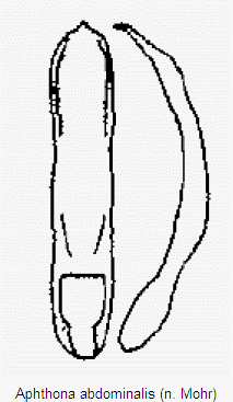aphthona_abdominalis.gif