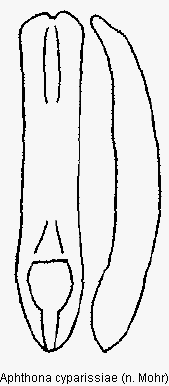 aphthona_cyparissiae.gif