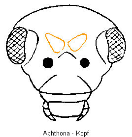 aphthona_k.gif