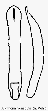 aphthona_nigriscutis.gif