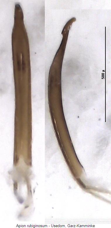 apion_rubiginosum.jpg