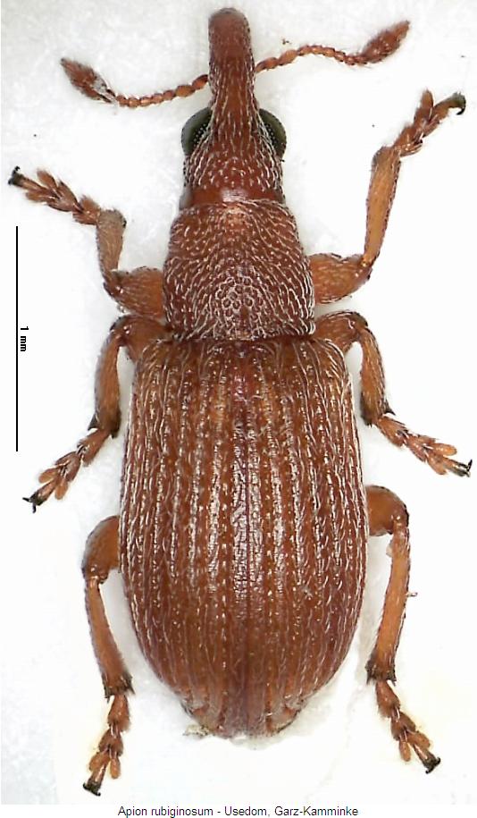 apion_rubiginosum_hab.jpg