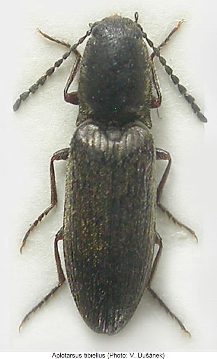 aplotarsus_tibiellus_hab.jpg
