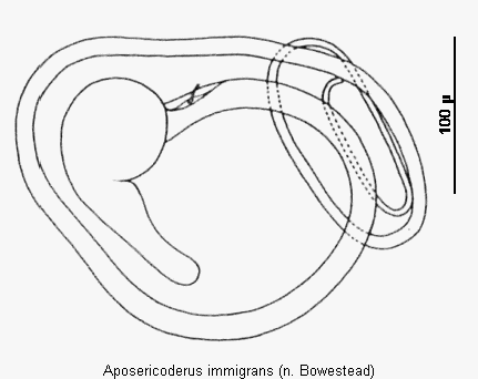 aposericoderus_immigrans_sperm.gif