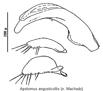 apotomus_angusticollis.gif