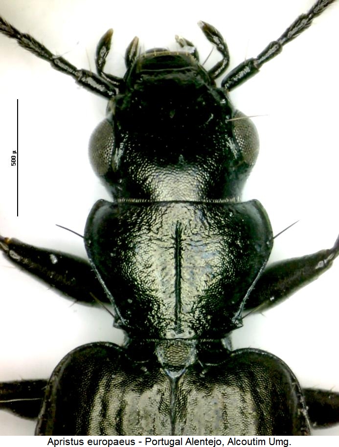 apristus_europaeus_vk.jpg