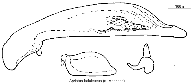 apristus_hololeucus.gif