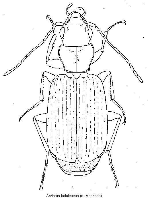 apristus_hololeucus_hab.gif