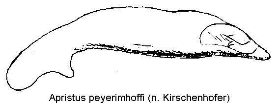 apristus_peyerimhoffi.gif