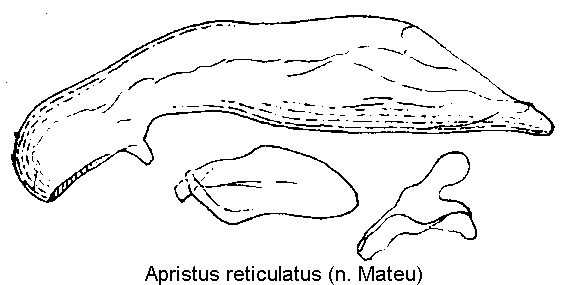 apristus_reticulatus2.gif