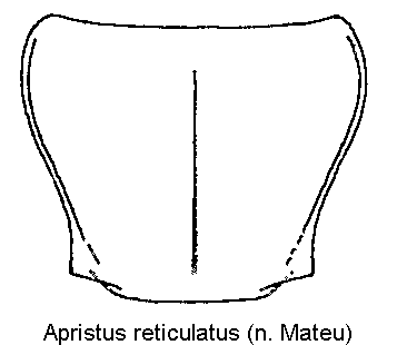 apristus_reticulatus_hsch.gif