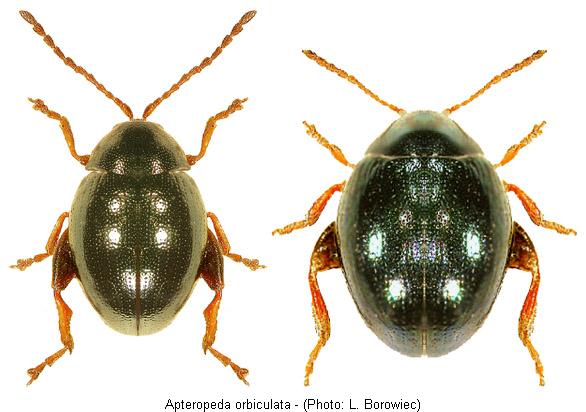 apteropeda_orbiculata.jpg