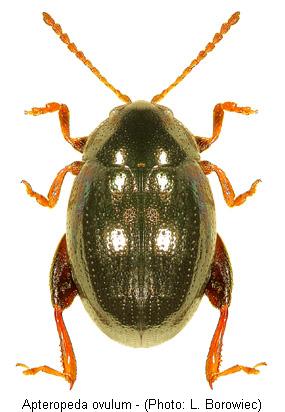 apteropeda_ovulum.jpg