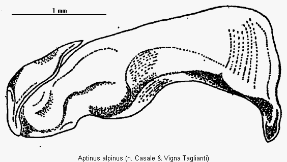 aptinus_alpinus.gif