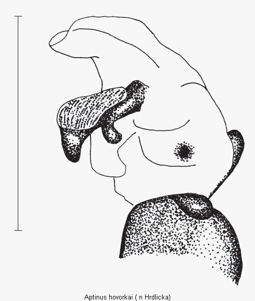 aptinus_hovorkai_pc.gif