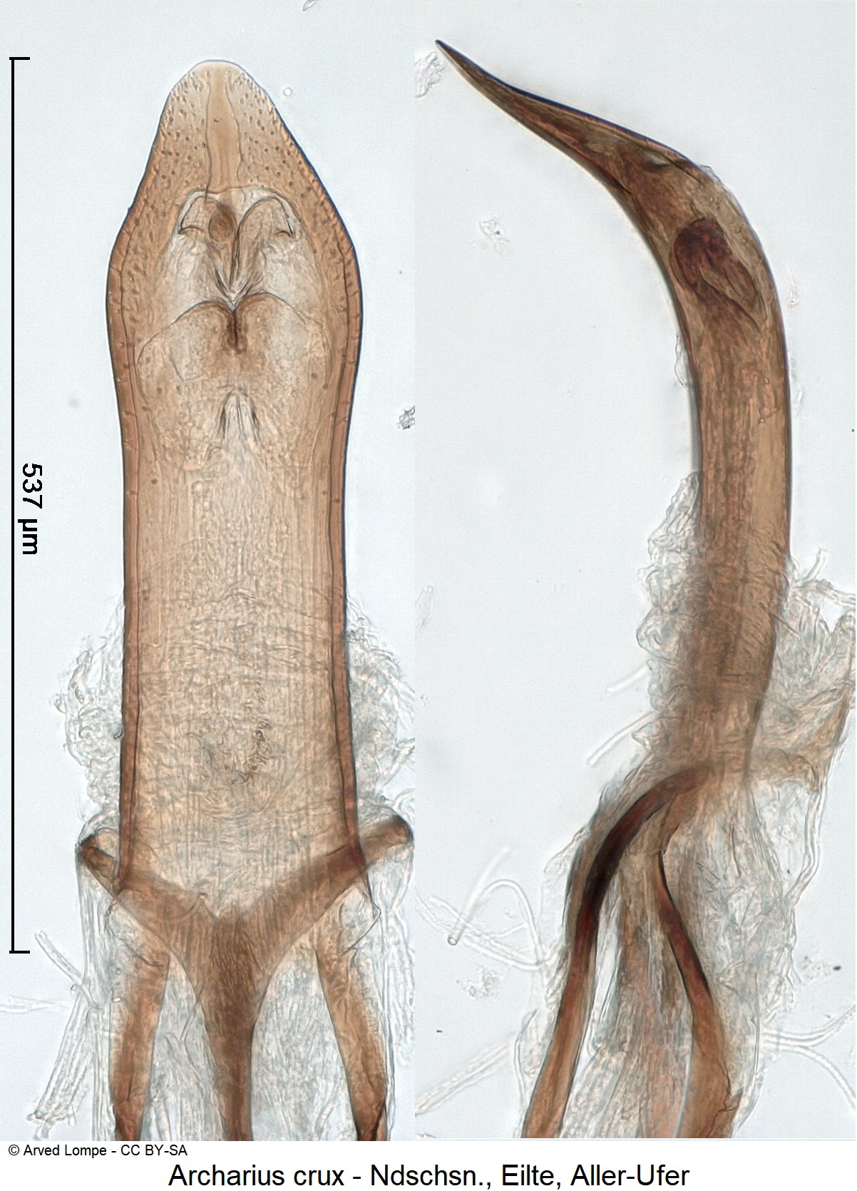 archarius_crux_ck37162834.jpg
